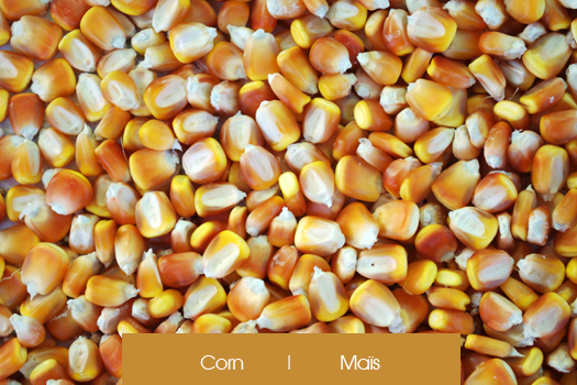 Corn