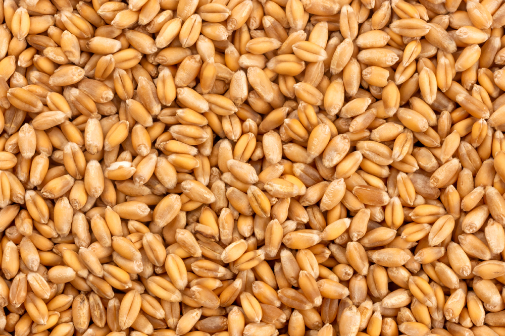 Eastern Grains